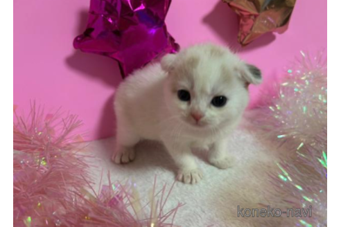 成約済の大阪府のスコティッシュフォールド-68373の5枚目